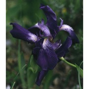 iris perrieri simonet ex p. fourn.