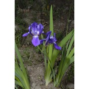 iris perrieri simonet ex p. fourn.