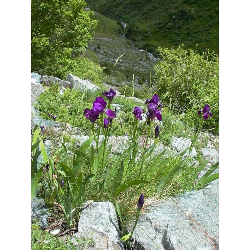 iris perrieri simonet ex p. fourn.