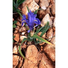 iris planifolia (mill.) t. durand et schinz
