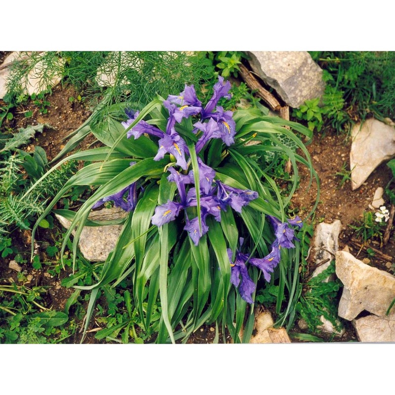 iris planifolia (mill.) t. durand et schinz