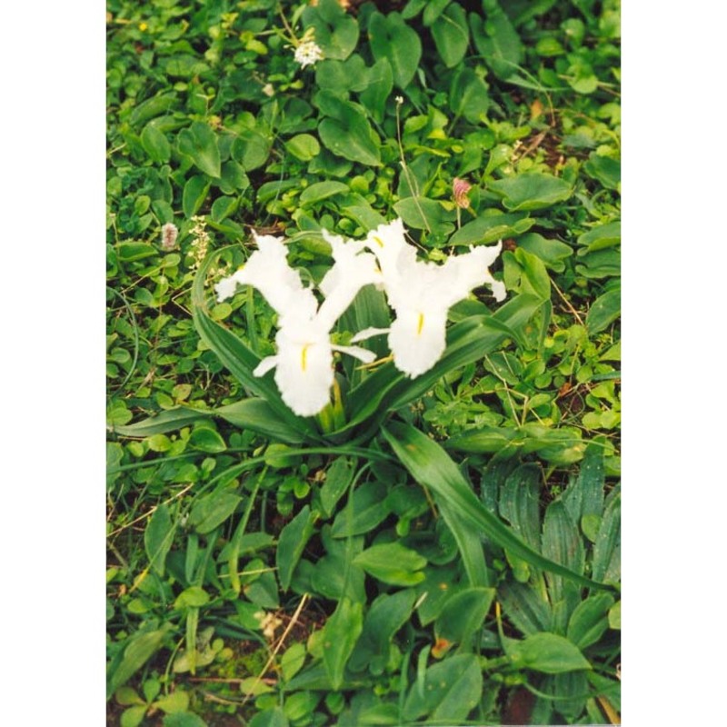 iris planifolia (mill.) t. durand et schinz