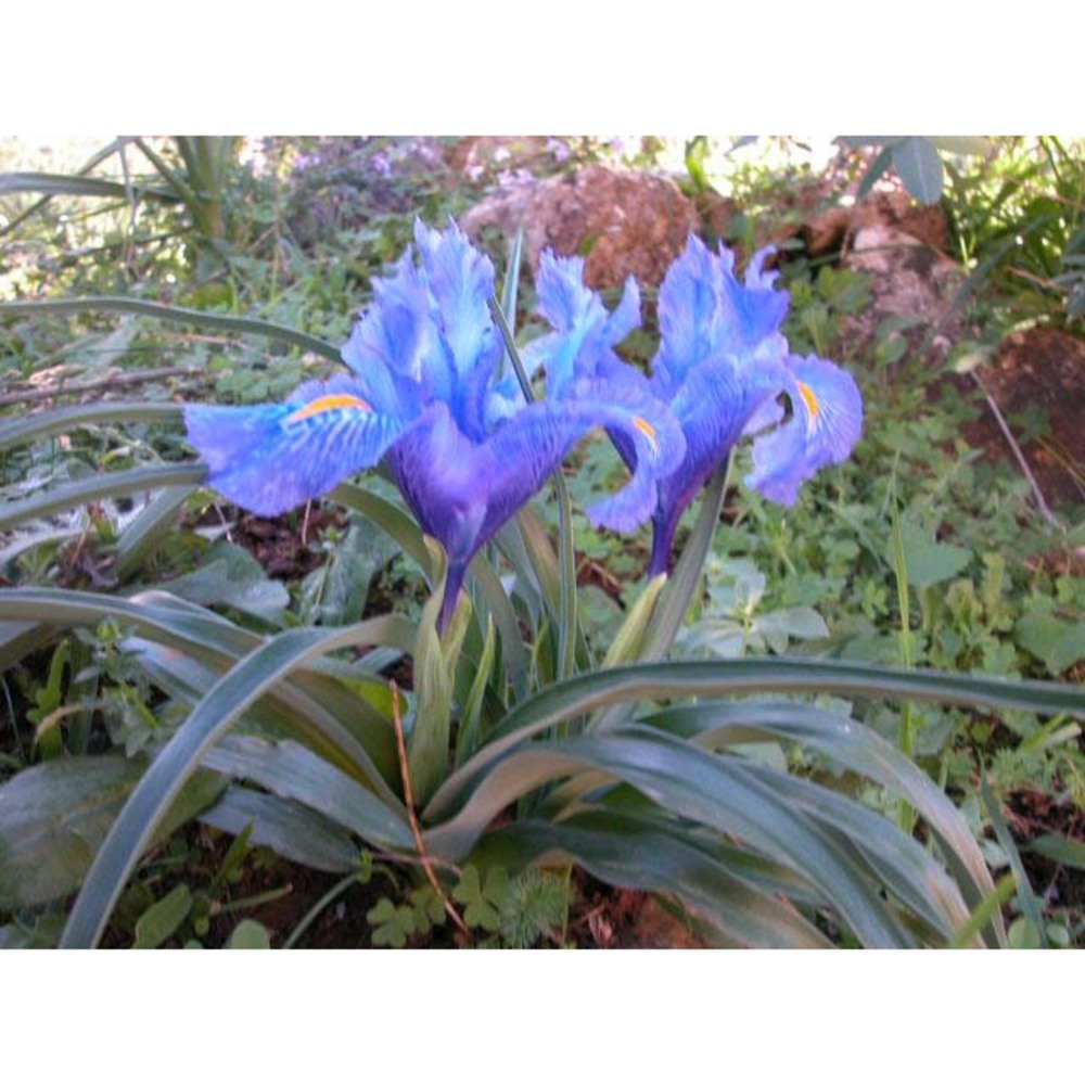 iris planifolia (mill.) t. durand et schinz