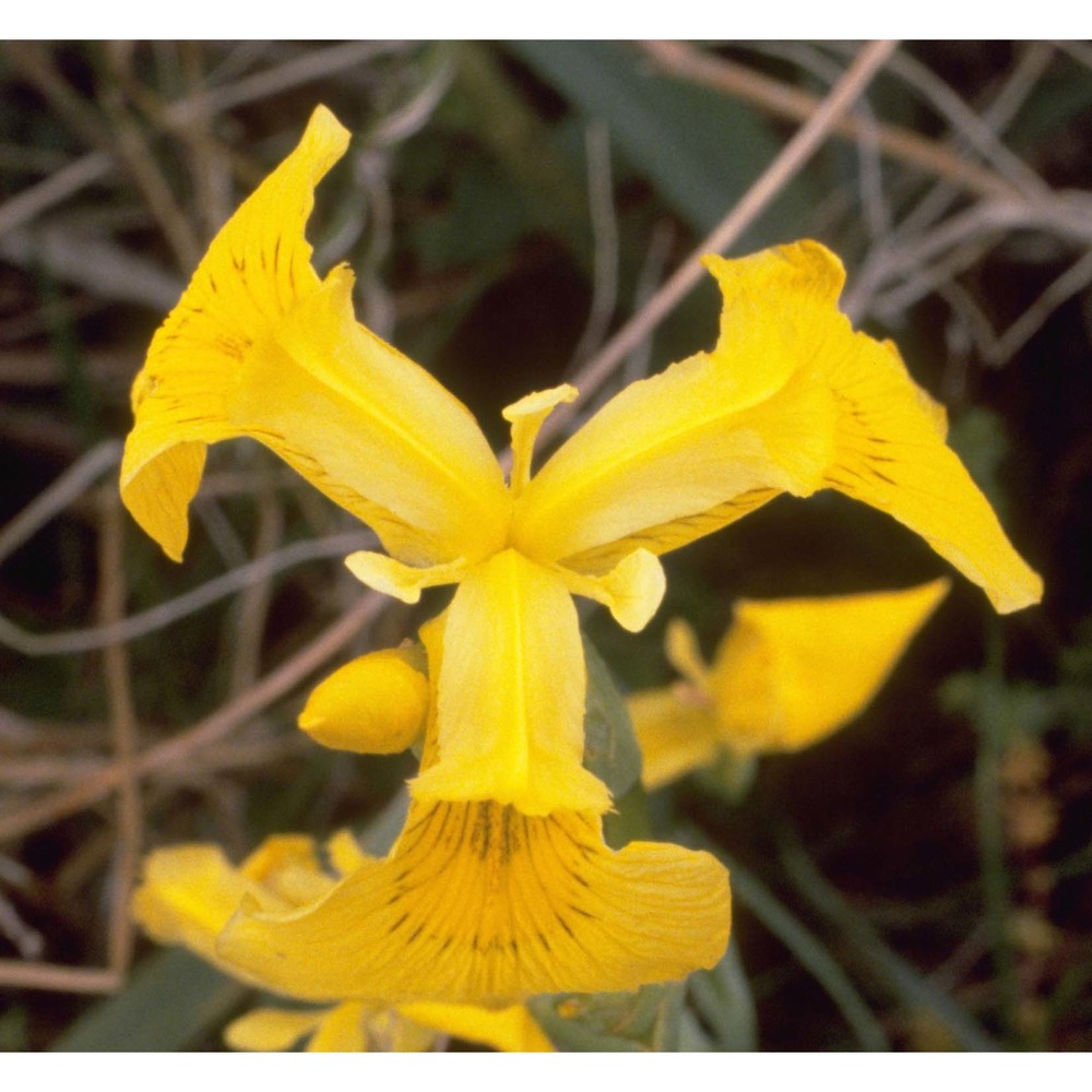 iris pseudacorus l.