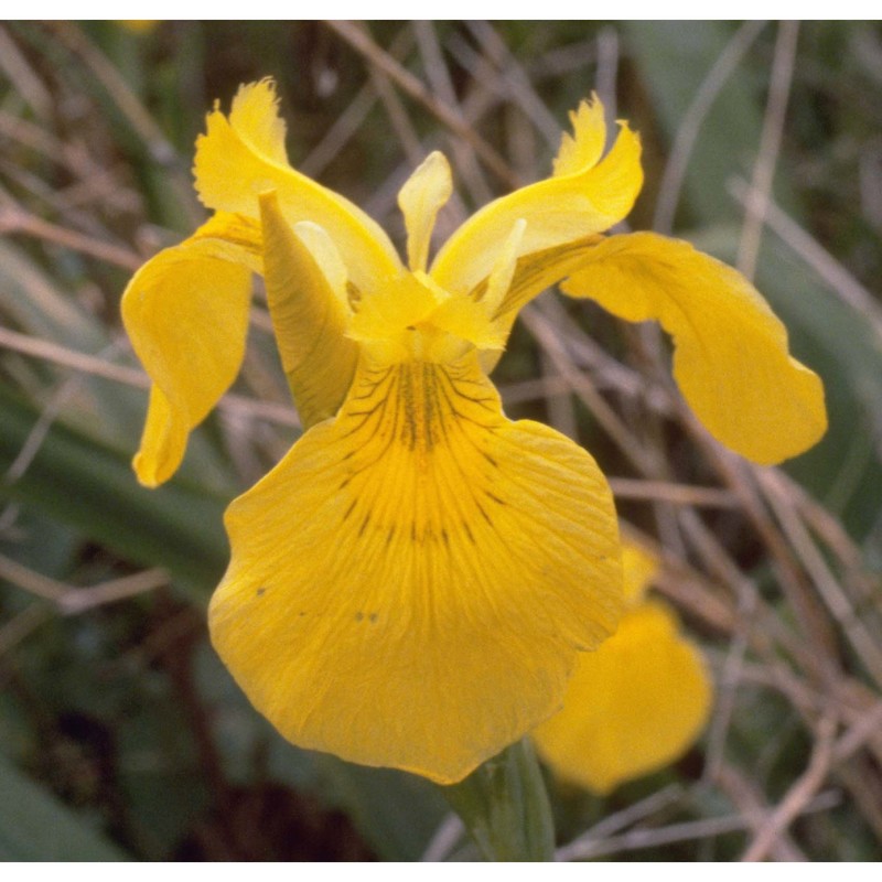 iris pseudacorus l.