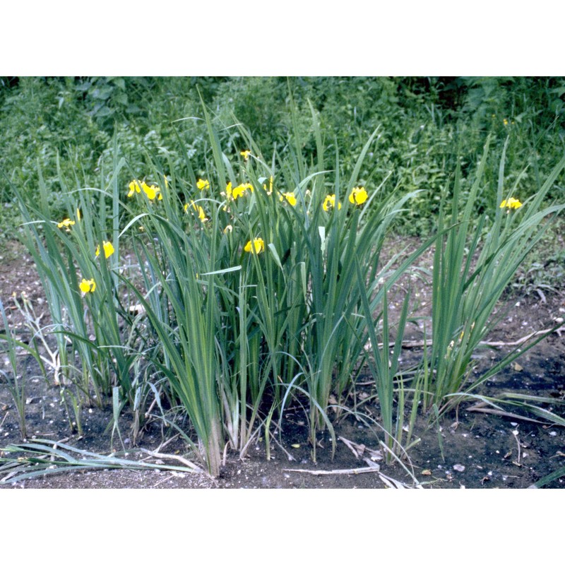 iris pseudacorus l.