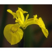 iris pseudacorus l.