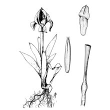 iris pseudopumila tineo