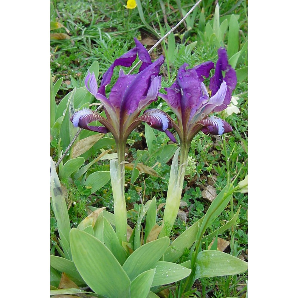 iris pseudopumila tineo