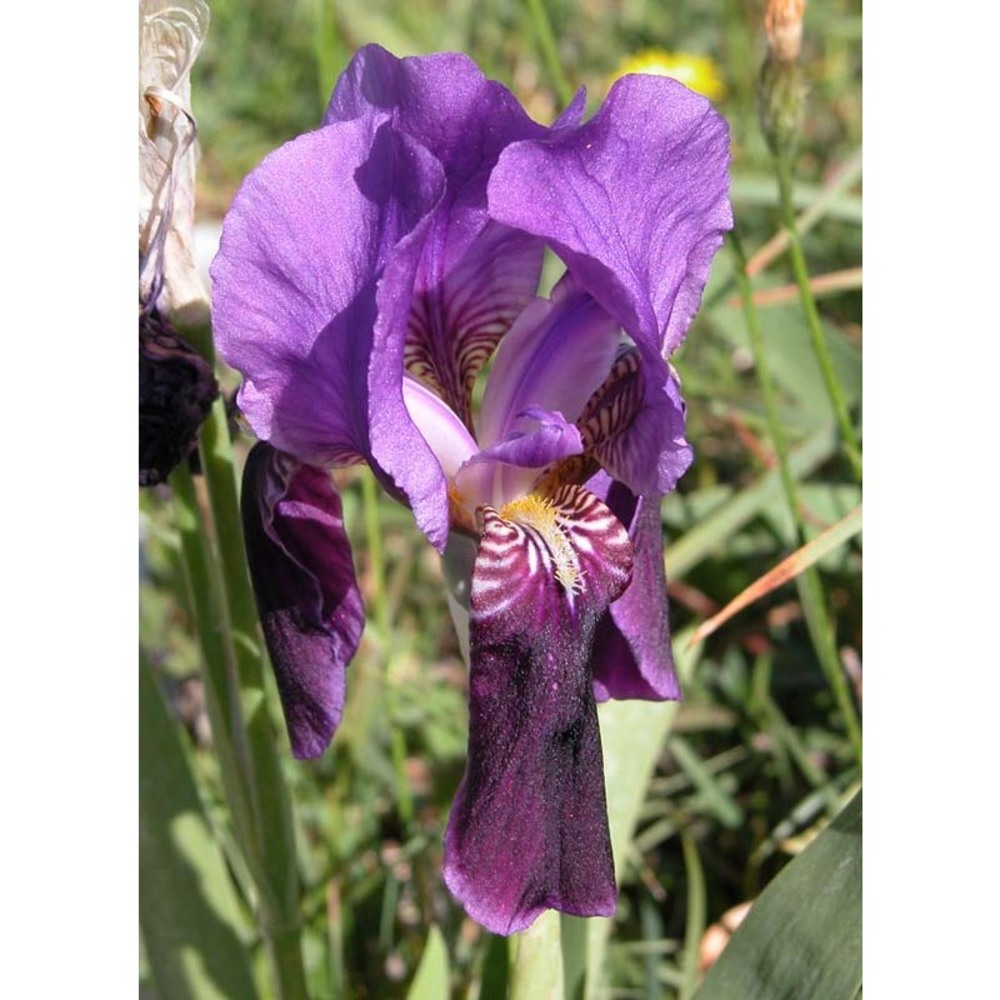 iris relicta colas.