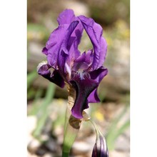 iris revoluta colas.