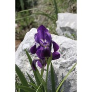 iris sabina n. terracc.