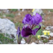 iris sabina n. terracc.