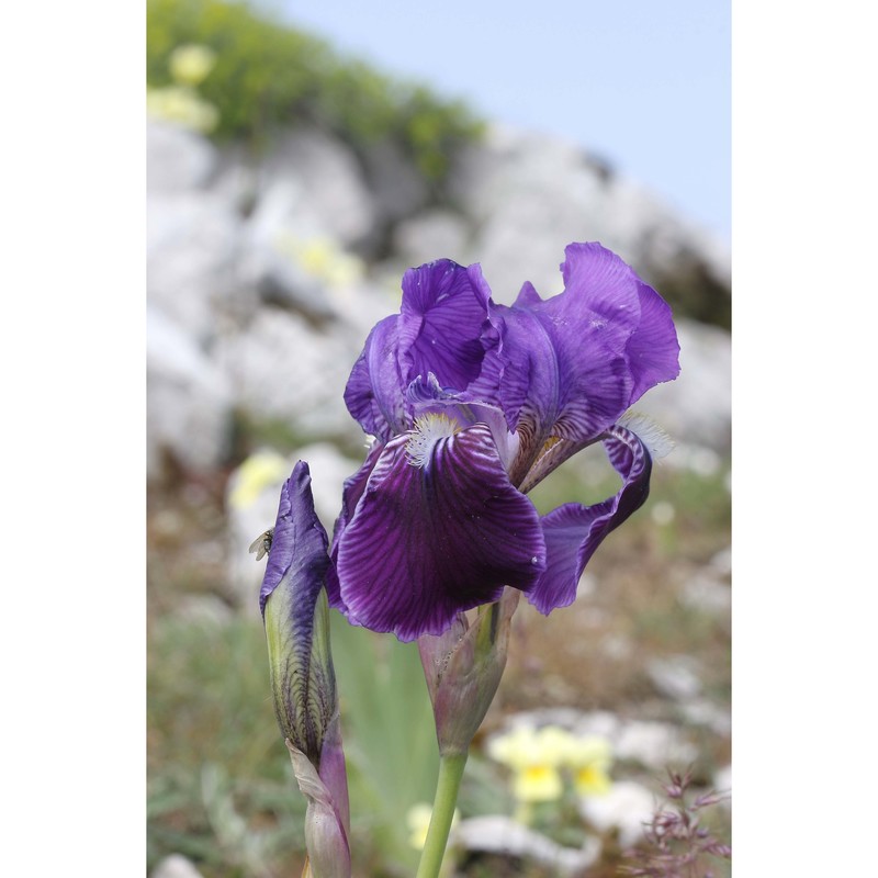 iris sabina n. terracc.