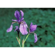 iris sibirica l.