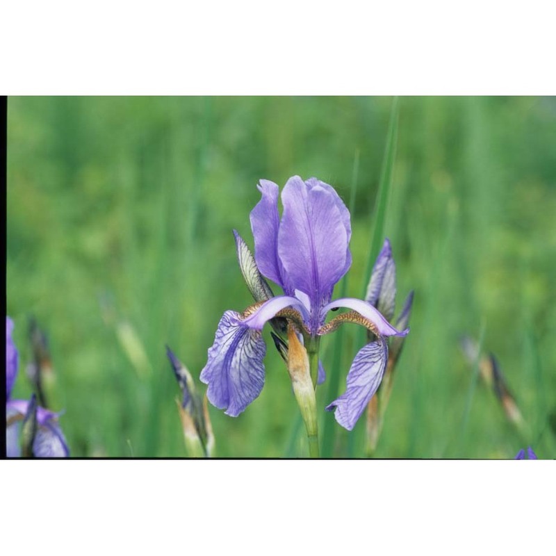 iris sibirica l.