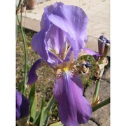 iris sicula tod.