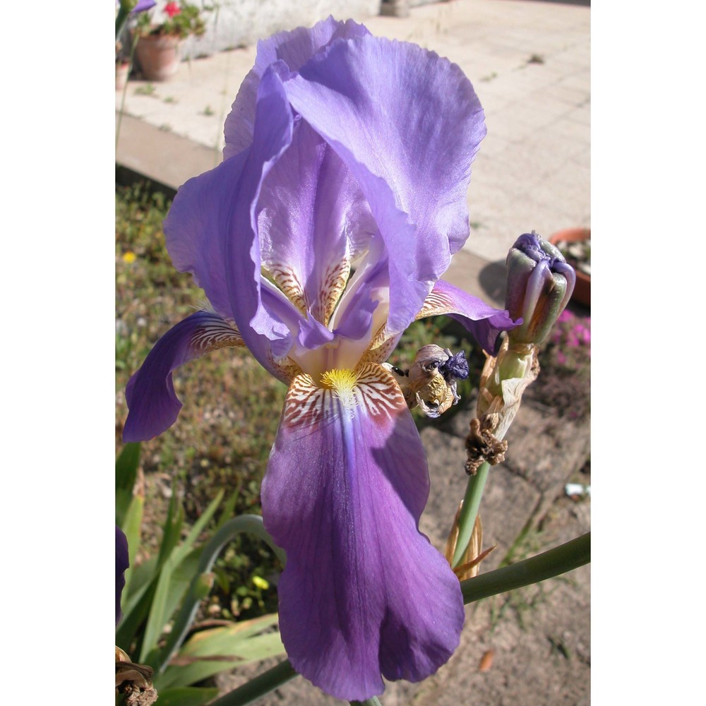 iris sicula tod.