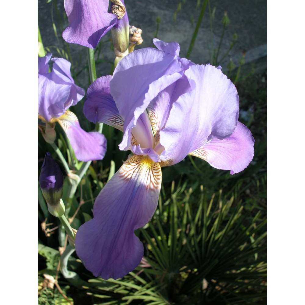 iris sicula tod.