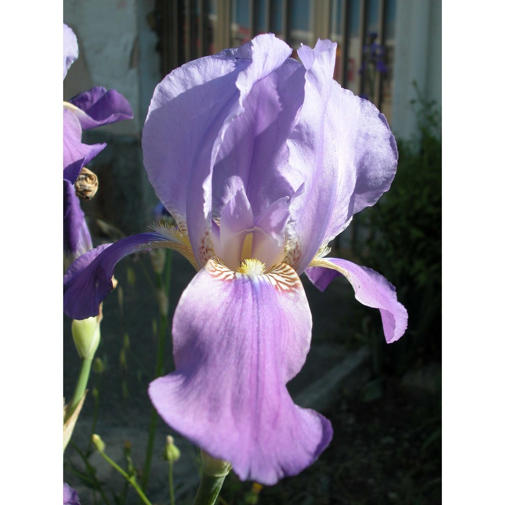 iris sicula tod.