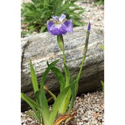 iris tectorum maxim.