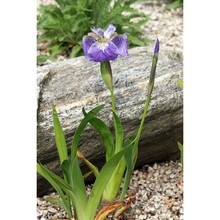 iris tectorum maxim.