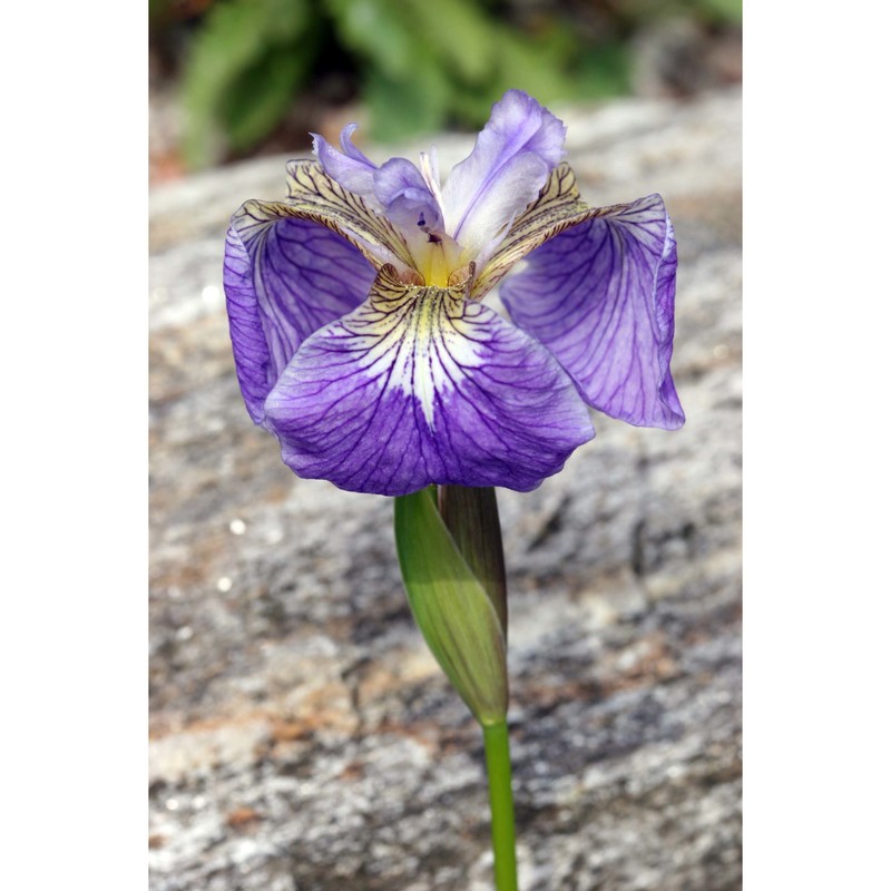 iris tectorum maxim.