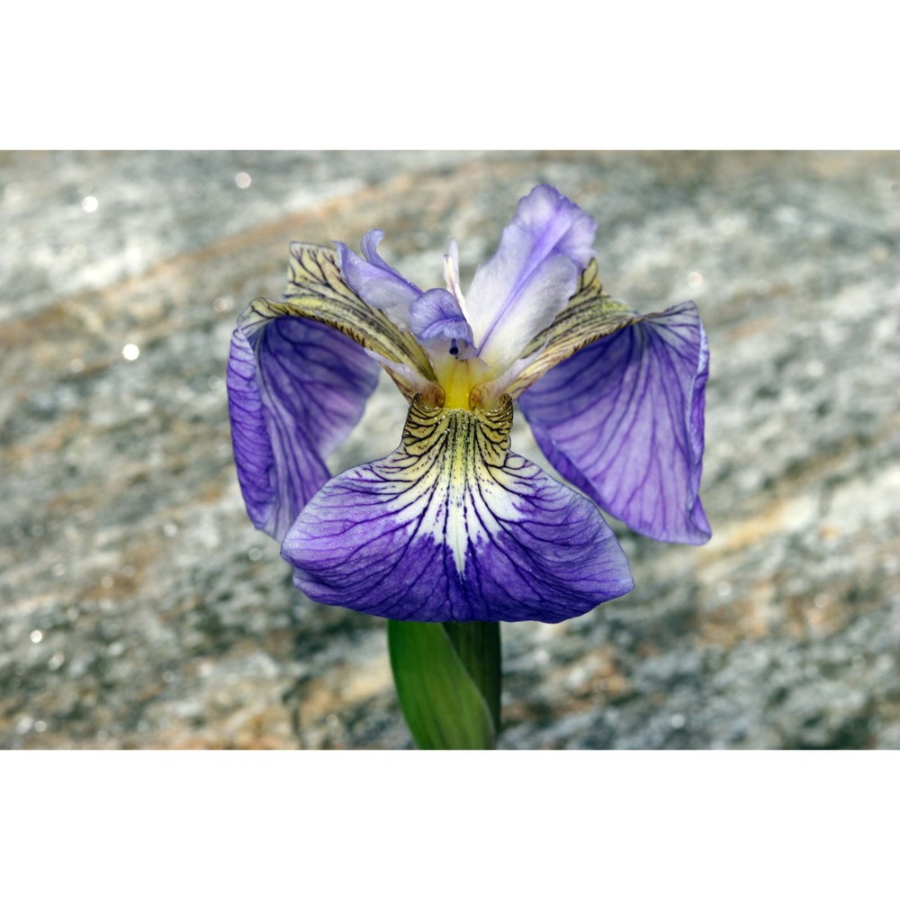 iris tectorum maxim.