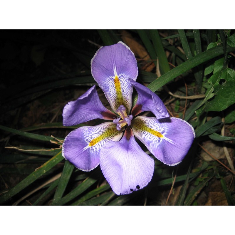 iris unguicularis poir.