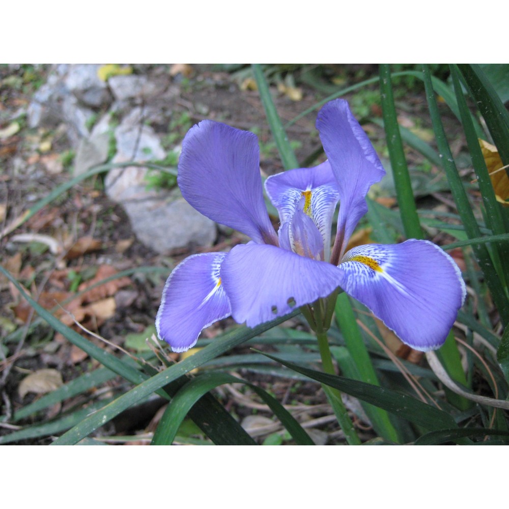 iris unguicularis poir.