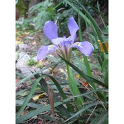 iris unguicularis poir.