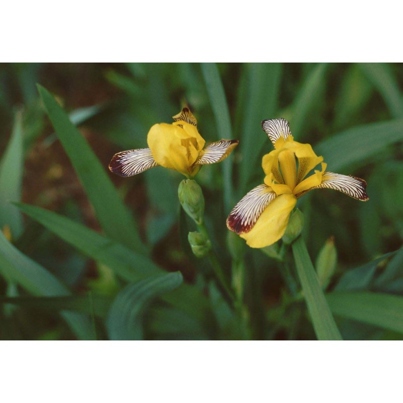 iris variegata l.