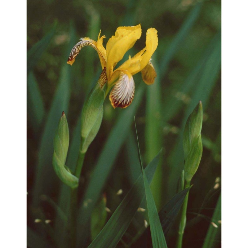 iris variegata l.