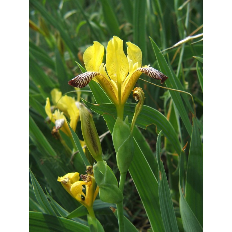 iris variegata l.