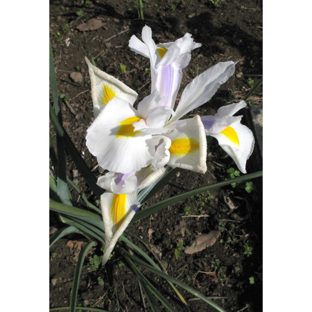 iris xiphium l.