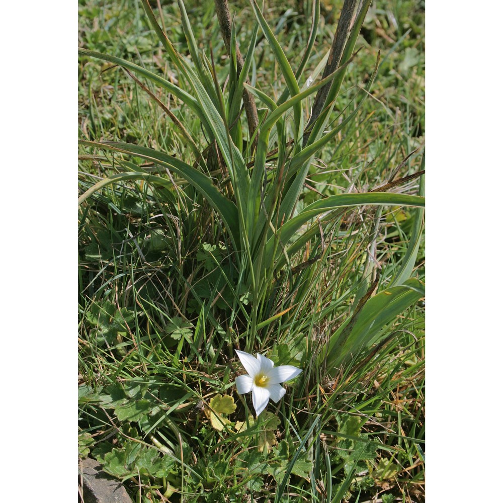 romulea bocchierii frignani et iiriti