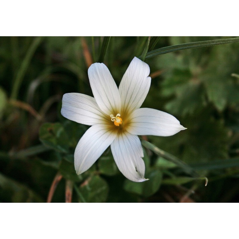 romulea bocchierii frignani et iiriti