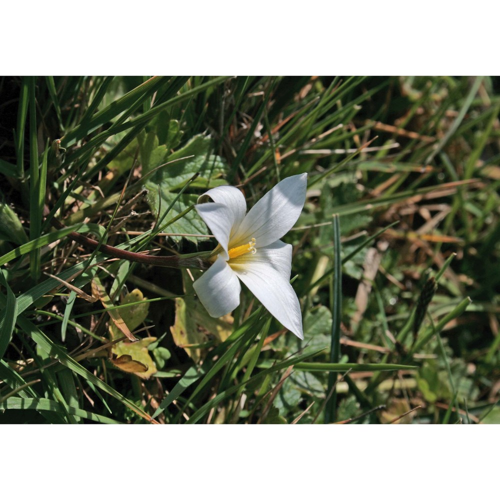 romulea bocchierii frignani et iiriti