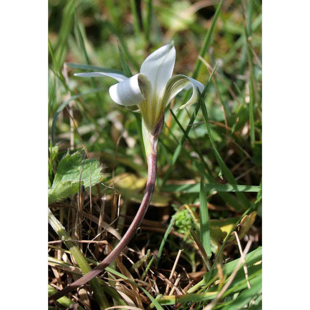 romulea bocchierii frignani et iiriti