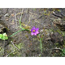 romulea insularis sommier