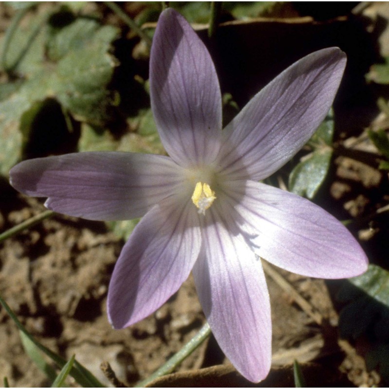 romulea ligustica parl.