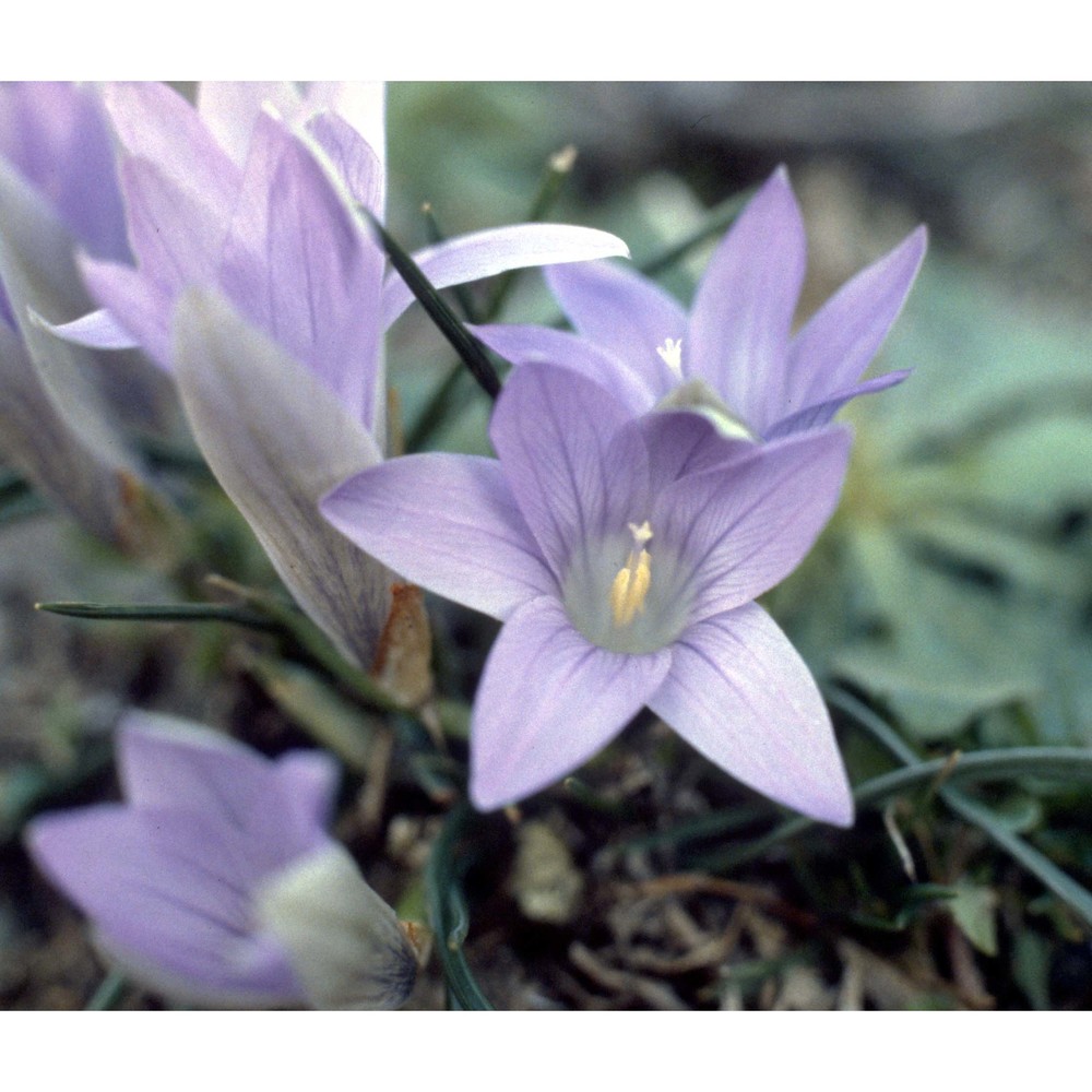 romulea ligustica parl.