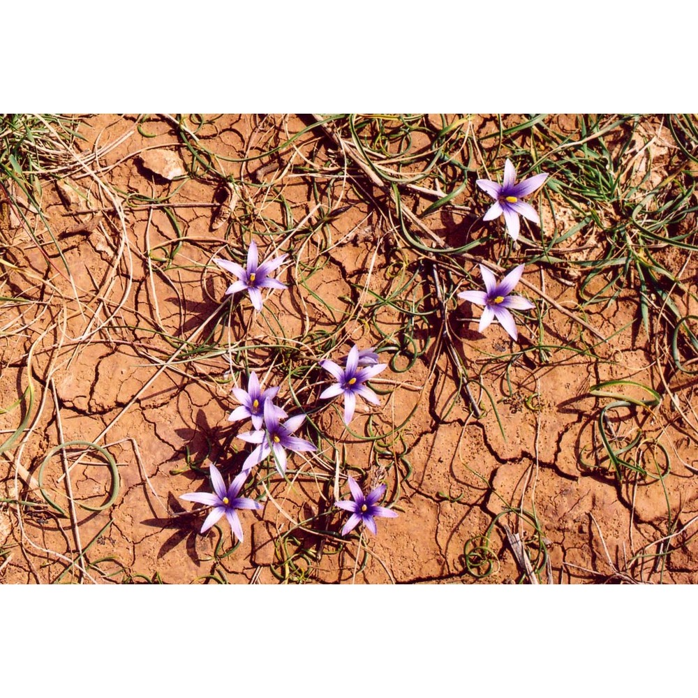 romulea linaresii parl. subsp. linaresii