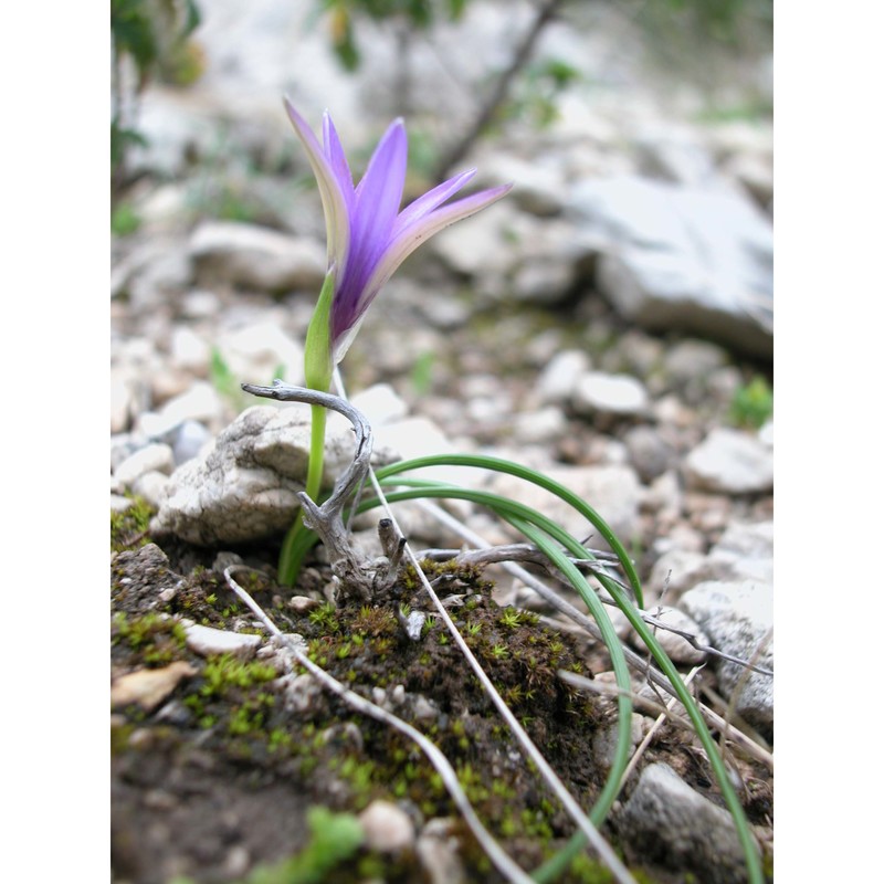 romulea linaresii parl. subsp. linaresii