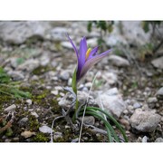 romulea linaresii parl. subsp. linaresii