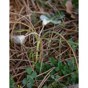 romulea ramiflora ten.