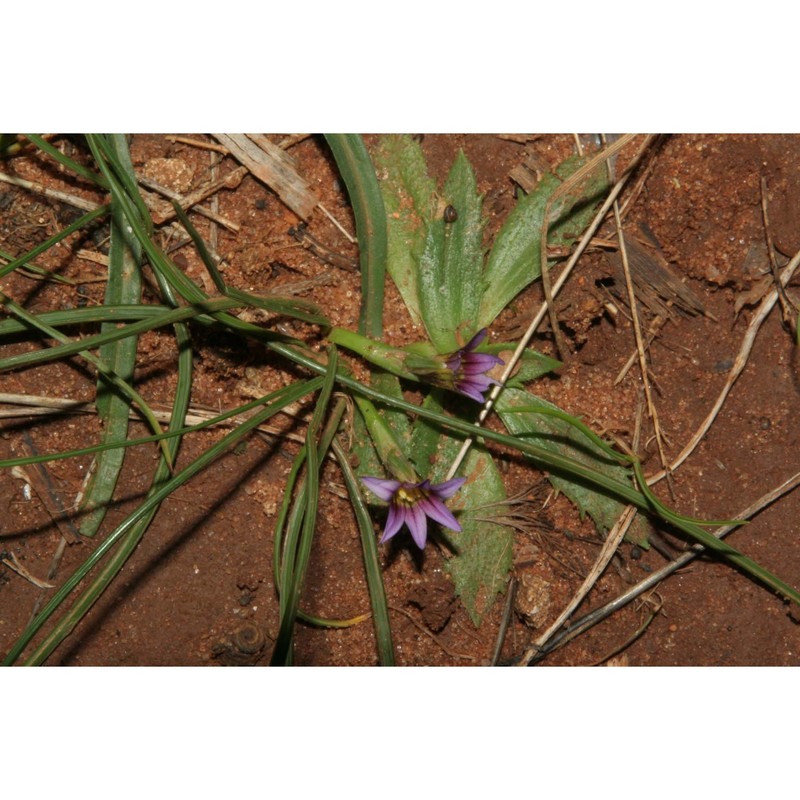 romulea ramiflora ten.