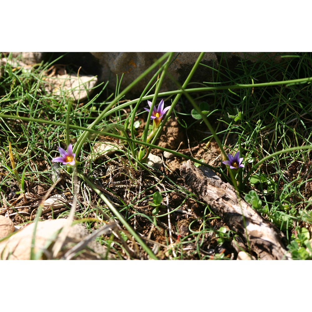 romulea ramiflora ten.