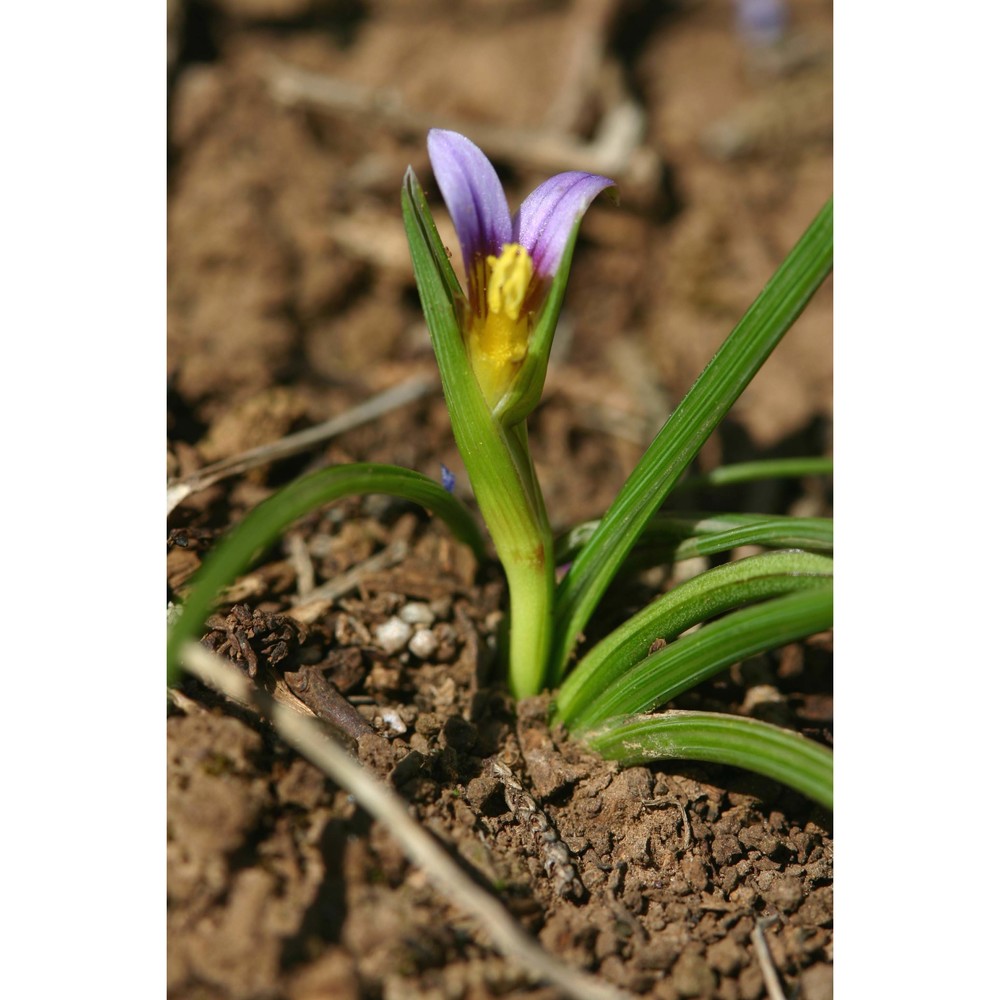 romulea ramiflora ten.