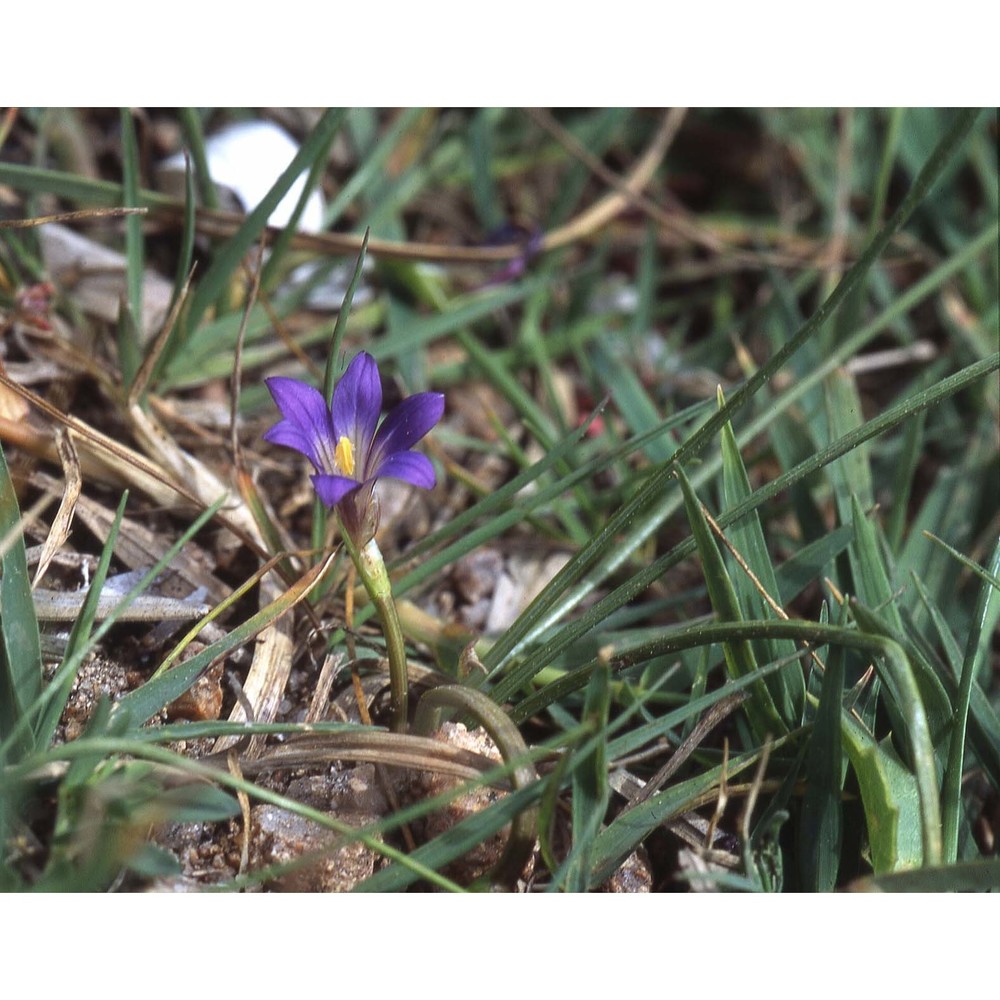 romulea revelieri jord. et fourr.